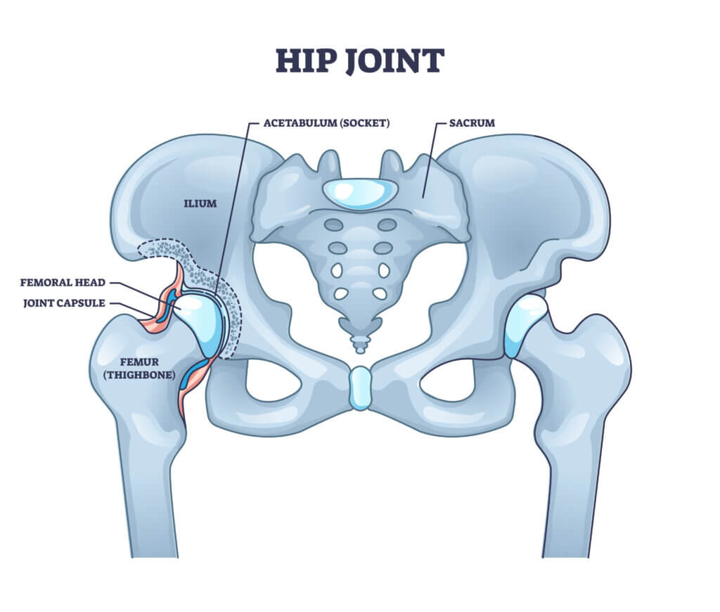 hip joint
