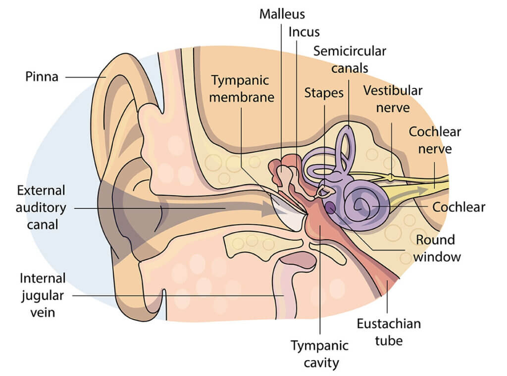 ear