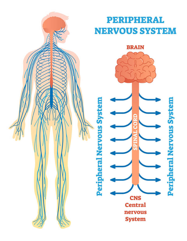 neuro