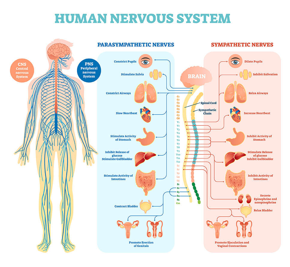 neuro